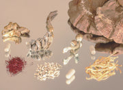 The OOMA Signature Blend: An Ingredient Breakdown